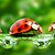 Ladybugs family on a grass bridge.