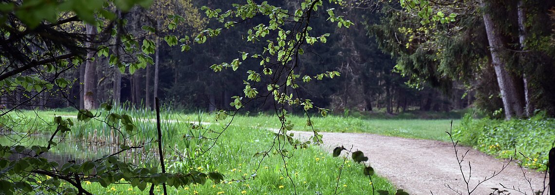 Natur Haundorf Wald