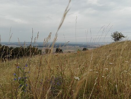 Wiese vom Gelben Berg