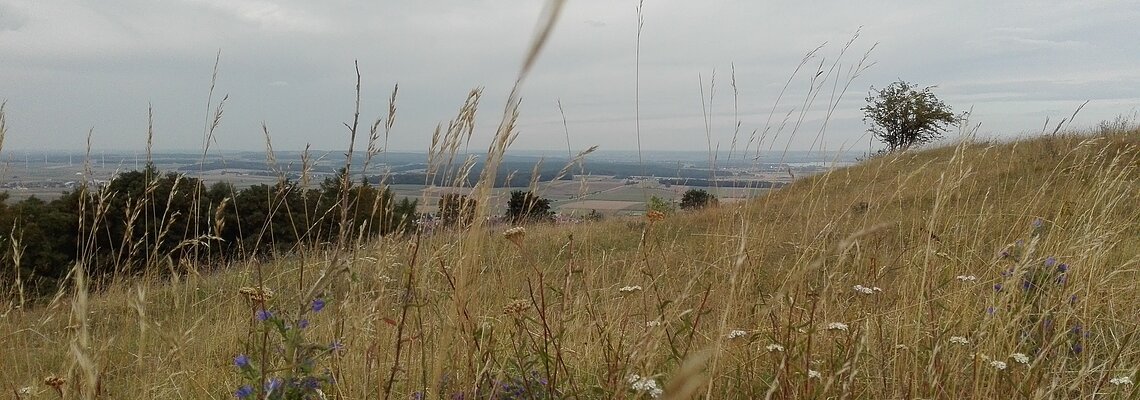 Wiese vom Gelben Berg