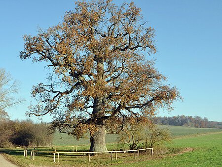 Eiche Langenaltheim