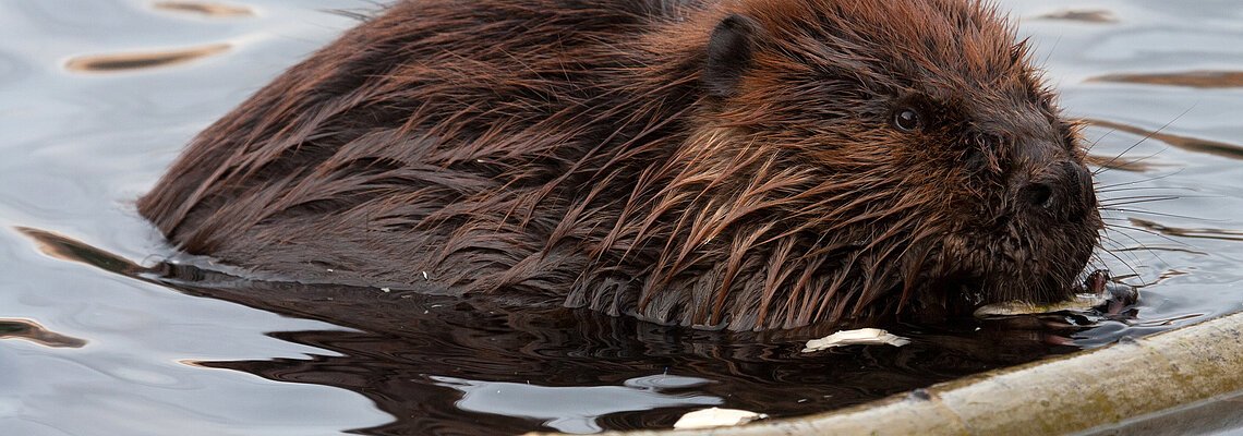 Biber im Wasser