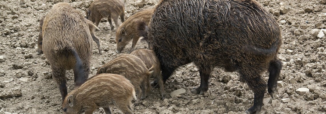 Wildschweinfamilie