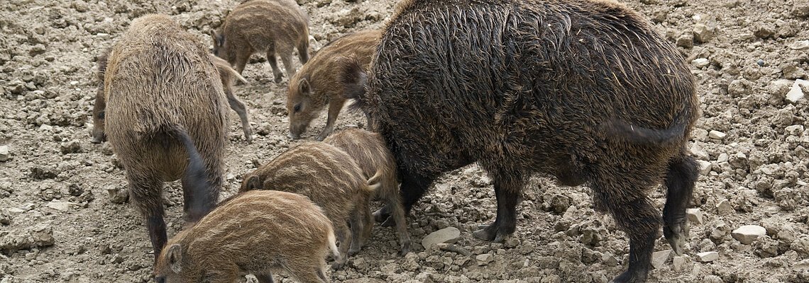 Wildschweinfamilie