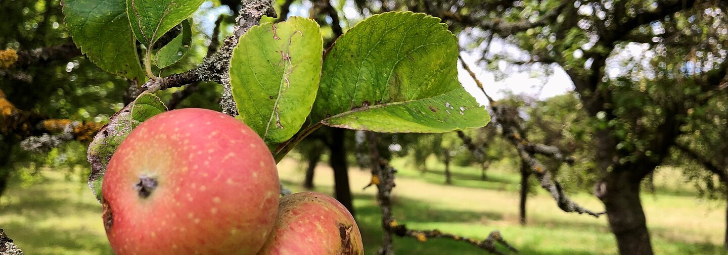 Apfelbaum auf der Streuobstwiese